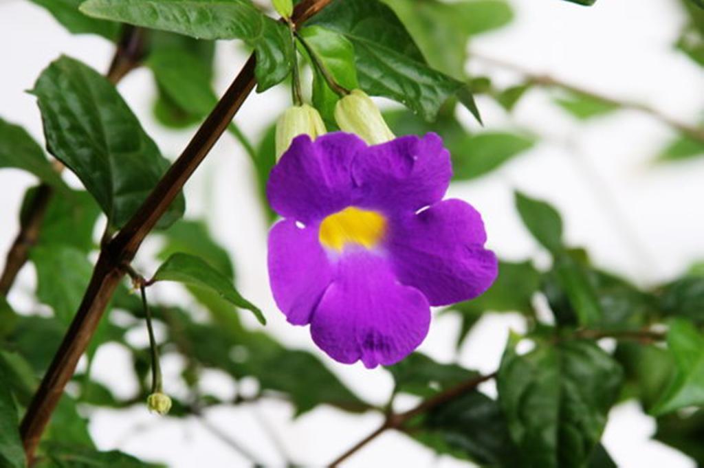 Pousada Sitio Paraiso 이타카레 외부 사진