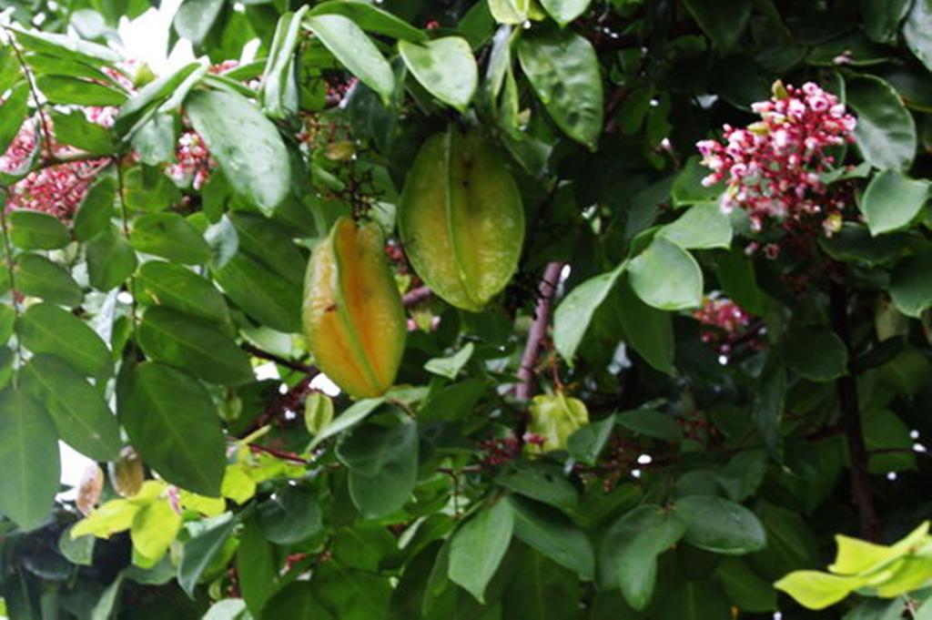 Pousada Sitio Paraiso 이타카레 외부 사진